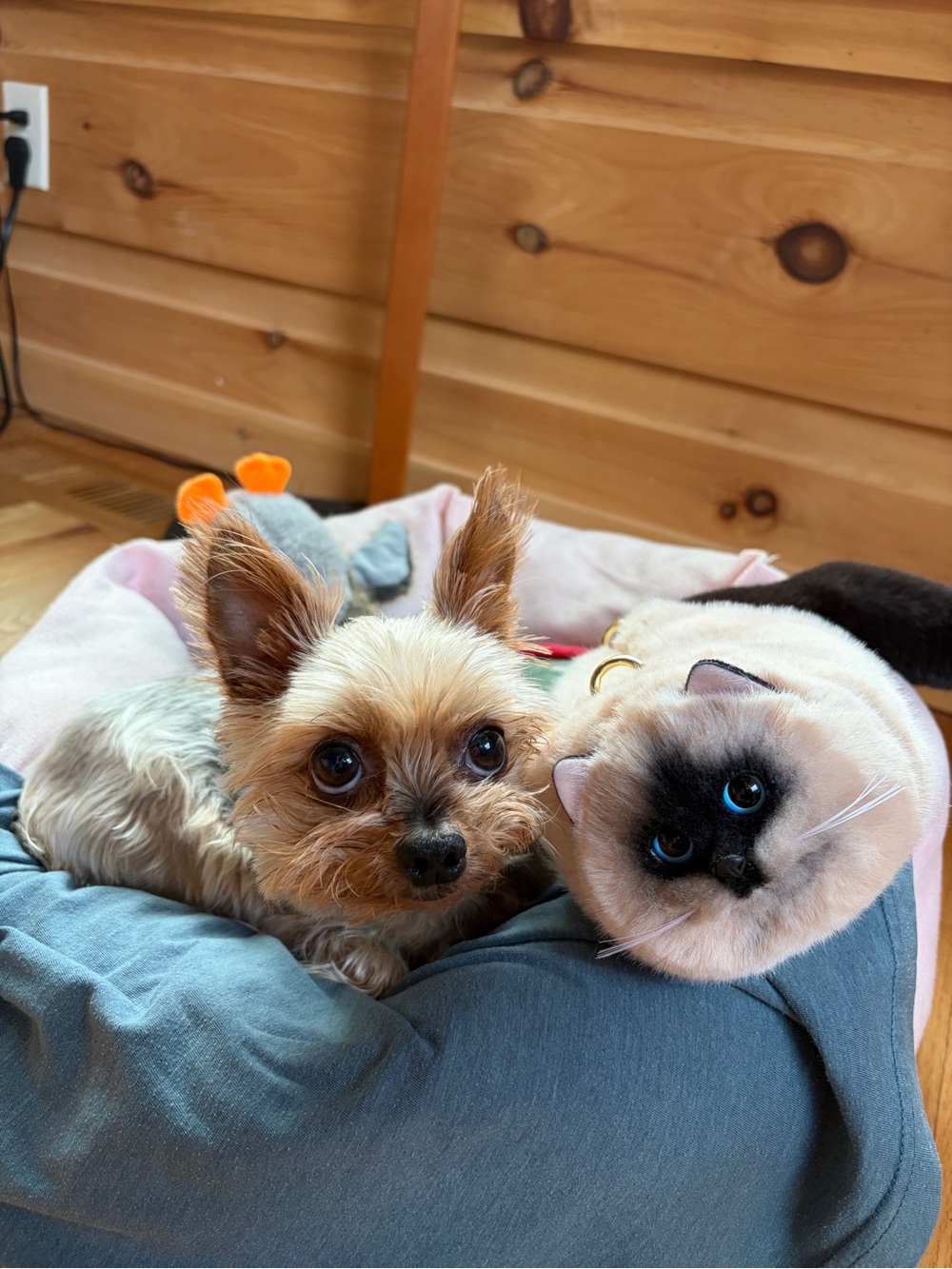 The cutest cat bag ever! - Picture 6 of 6